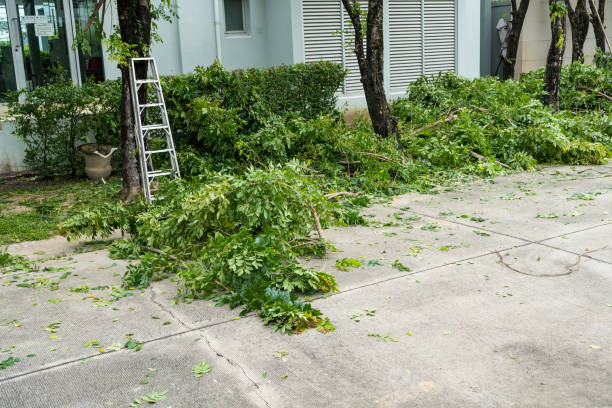 Best Tree Maintenance Programs  in , OK