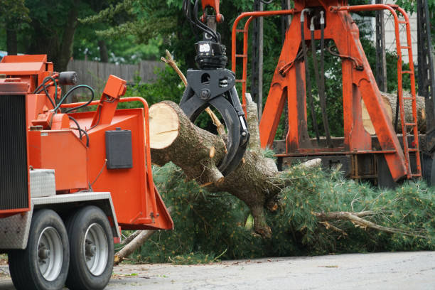 Best Hedge Trimming  in , OK