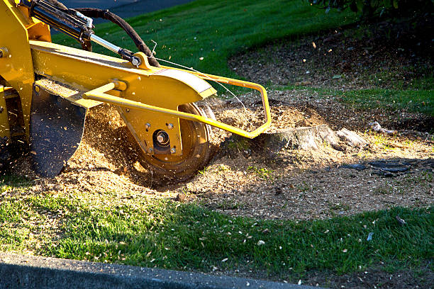 Best Sod Installation  in , OK