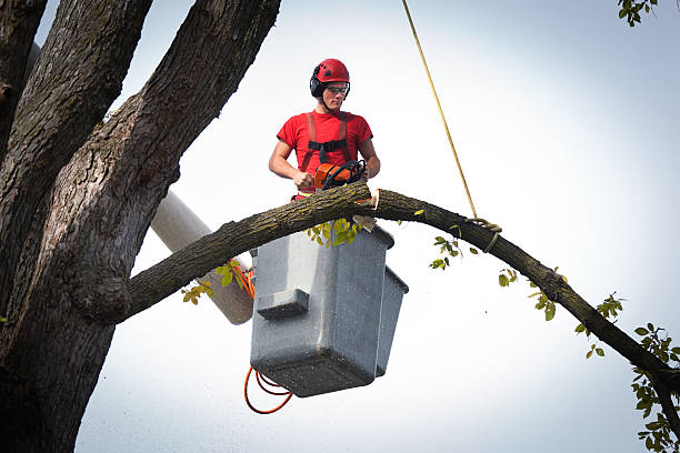 Best Palm Tree Trimming  in , OK