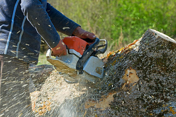 Best Tree Preservation Services  in , OK