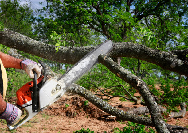 Best Tree Trimming and Pruning  in , OK